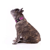 COLLAR / BÁSICO BERRY